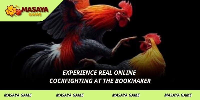 Experience real online cockfighting at the bookmaker