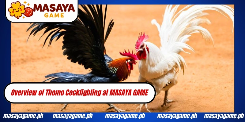 Overview of Thomo Cockfighting at MASAYA GAME