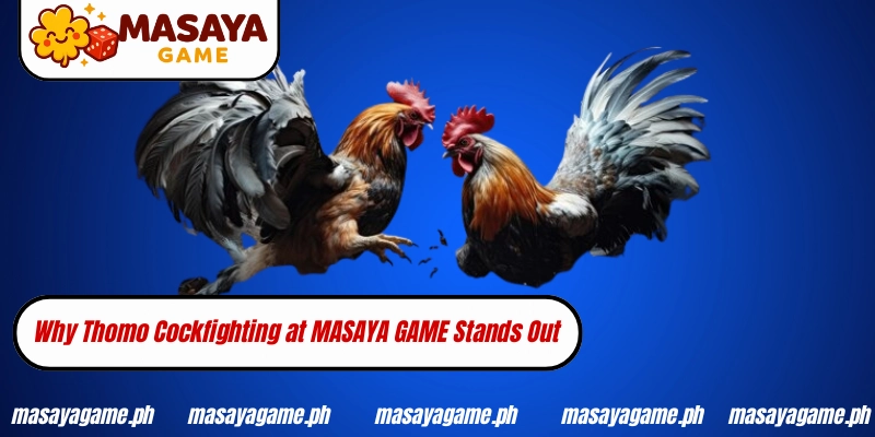 Why Thomo Cockfighting at MASAYA GAME Stands Out
